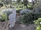 gite - Villa Lucca - FIGARI - Corse